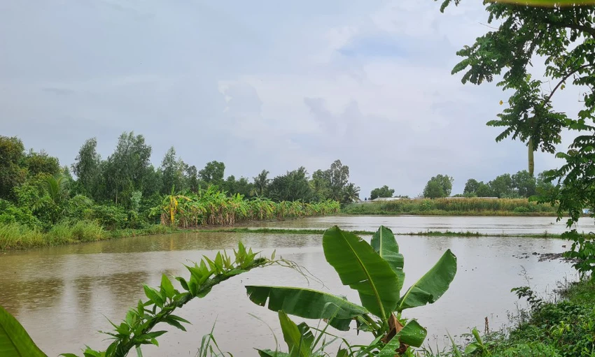 Đi bơm nước sạ lúa, 1 người bị sét đánh tử vong