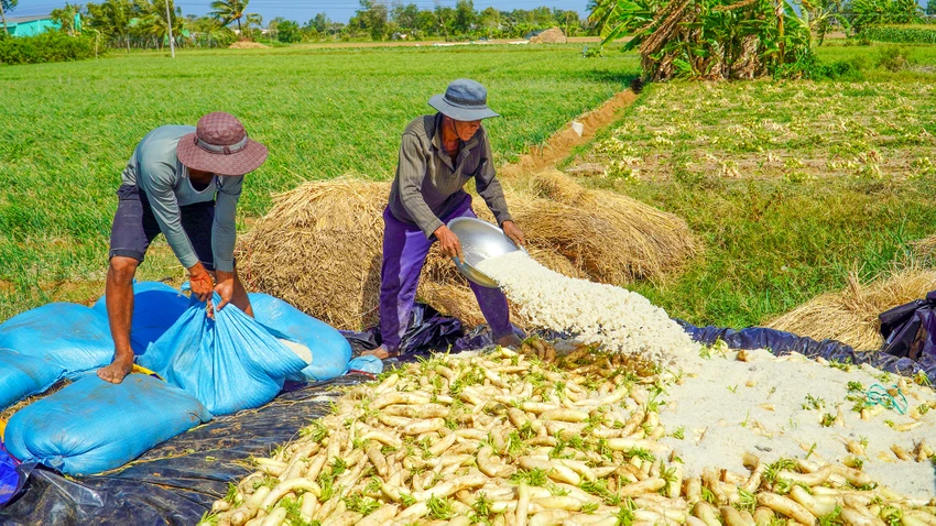cu-cai-trang-vinh-chau-soc-trang-5.jpg