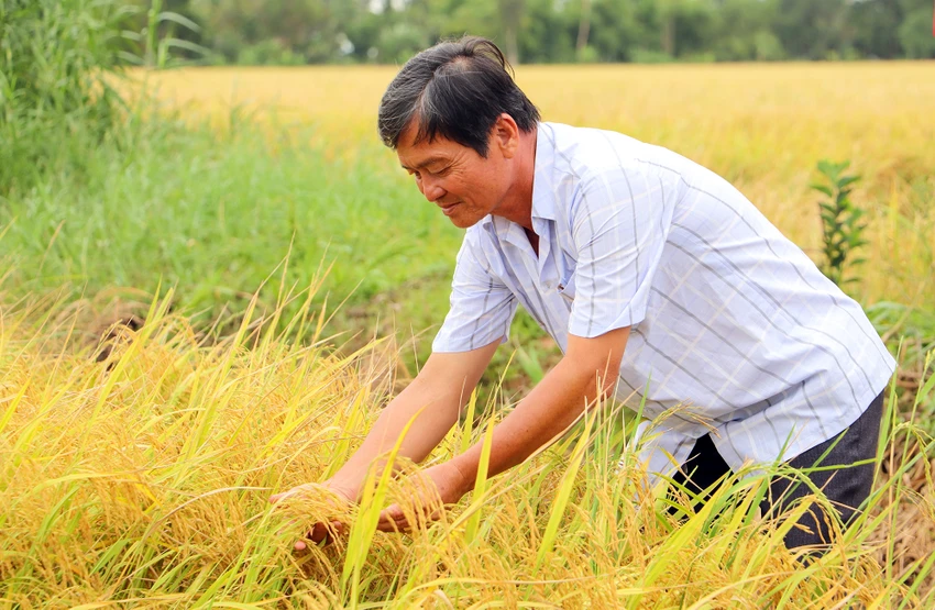 mo-hinh-lua-tinh-hau-giang-8.jpg