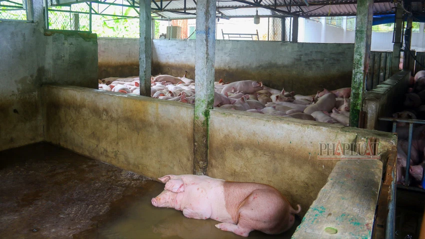 Vụ Công ty C.P bị tố bán thịt heo bệnh