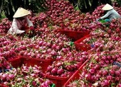 Thanh long rớt giá còn 5.000 đồng/kg vì virus Corona