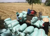 An Giang kiến nghị Thủ tướng cho tiếp tục xuất khẩu gạo