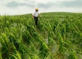 3 người chết do mưa đá, dông lốc ở miền núi phía Bắc