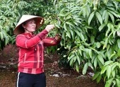Ba kịch bản tiêu thụ vải thiều trong đại dịch COVID-19