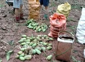Hàng trăm hecta mận, xoài, nhãn ở Sơn La tan hoang do mưa đá