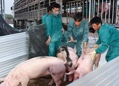 Heo sống Thái Lan đổ về, heo Việt Nam lập tức xuống giá