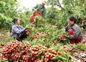 Một tấn vải thiều đầu tiên chính thức bay sang Nhật