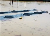 Hai người ở Điện Biên bị lũ cuốn