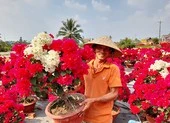 Hoa, nông sản tết: Kẻ cười, người khóc