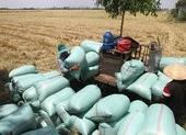 Giá lúa tăng nhẹ nhưng nhiều nông sản khác vẫn gặp khó