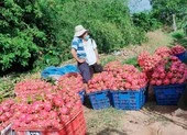 Tin vui: Xuất khẩu thanh long sang Trung Quốc được khơi thông 