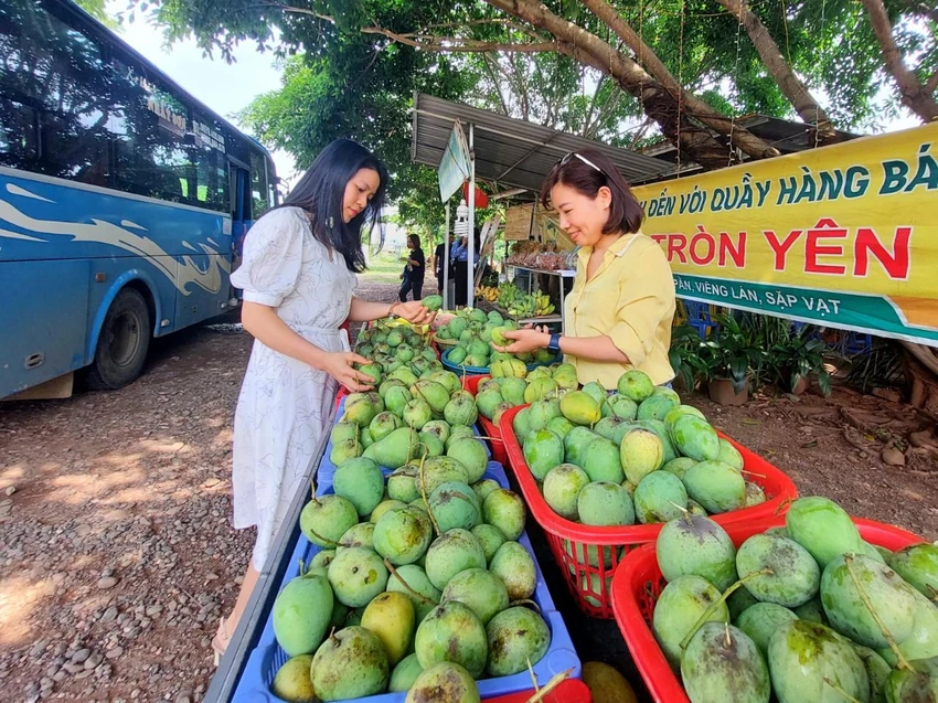 Giống xoài trứng Yên Châu được nhiều người yêu thích vì mùi thơm, vị ngọt, trái nhỏ, nhìn rất hấp dẫn. Ảnh: AH Giống xoài trứng Yên Châu được nhiều người yêu thích vì mùi thơm, vị ngọt, trái nhỏ, nhìn rất hấp dẫn. Ảnh: AH