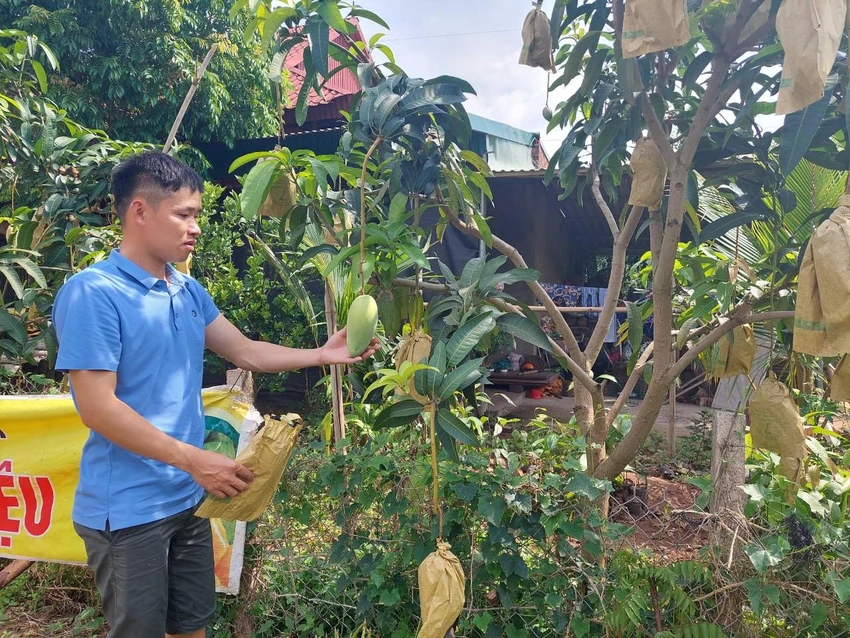 Cùng với xoài trứng, nông dân huyện Yên Châu còn trồng thêm xoài da xanh, vừa cung cấp thị trường trong nước, vừa xuất khẩu. Ảnh: AH Cùng với xoài trứng, nông dân huyện Yên Châu còn trồng thêm xoài da xanh, vừa cung cấp thị trường trong nước, vừa xuất khẩu. Ảnh: AH