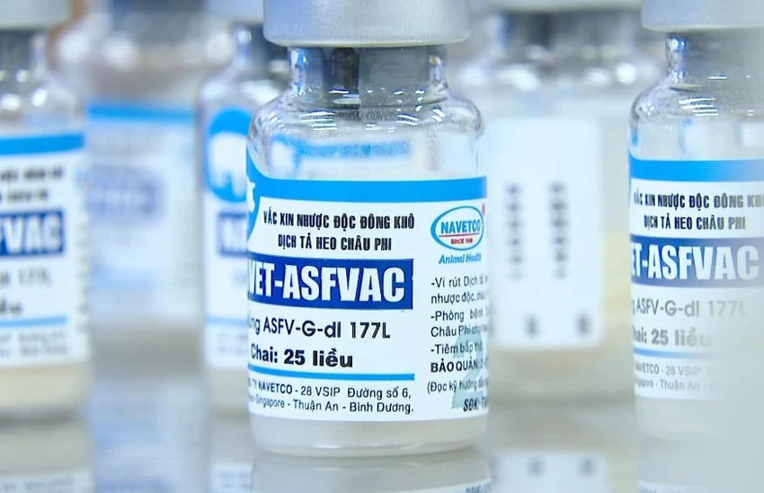 Vaccine phòng bệnh dịch tả heo châu Phi. Ảnh: AH