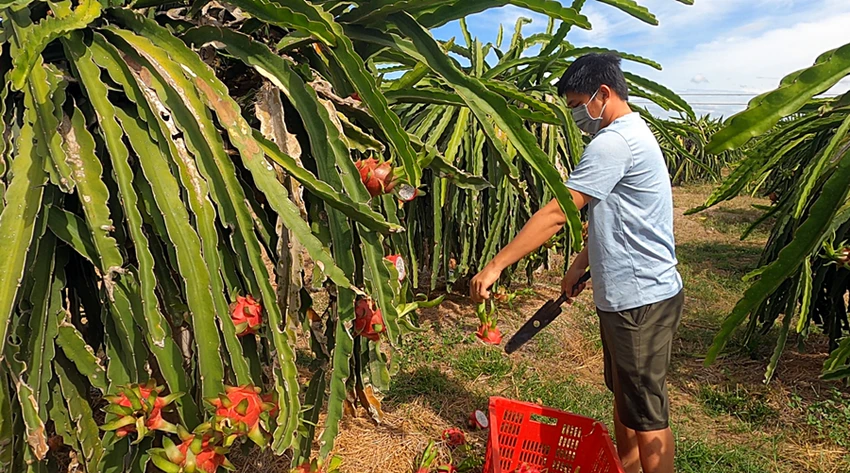 Người dân chặt bỏ trái thanh long do giá quá thấp. Ảnh: Phương Nam Người dân chặt bỏ trái thanh long do giá quá thấp. Ảnh: Phương Nam