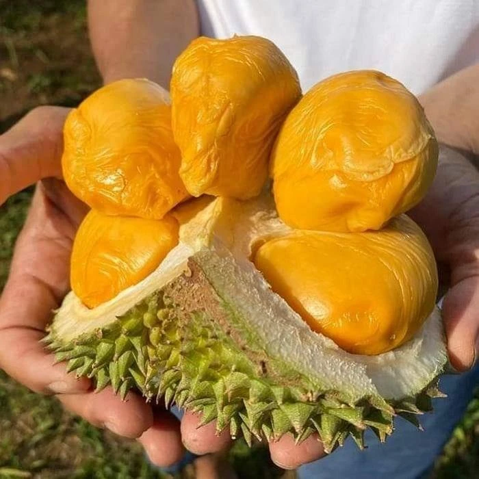 Đặc sản trái sầu riêng Ri6 của Việt Nam. Đặc sản trái sầu riêng Ri6 của Việt Nam.