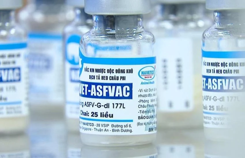 Vaccine phòng bệnh dịch tả heo châu Phi của Công ty Navetco. Ảnh: AH