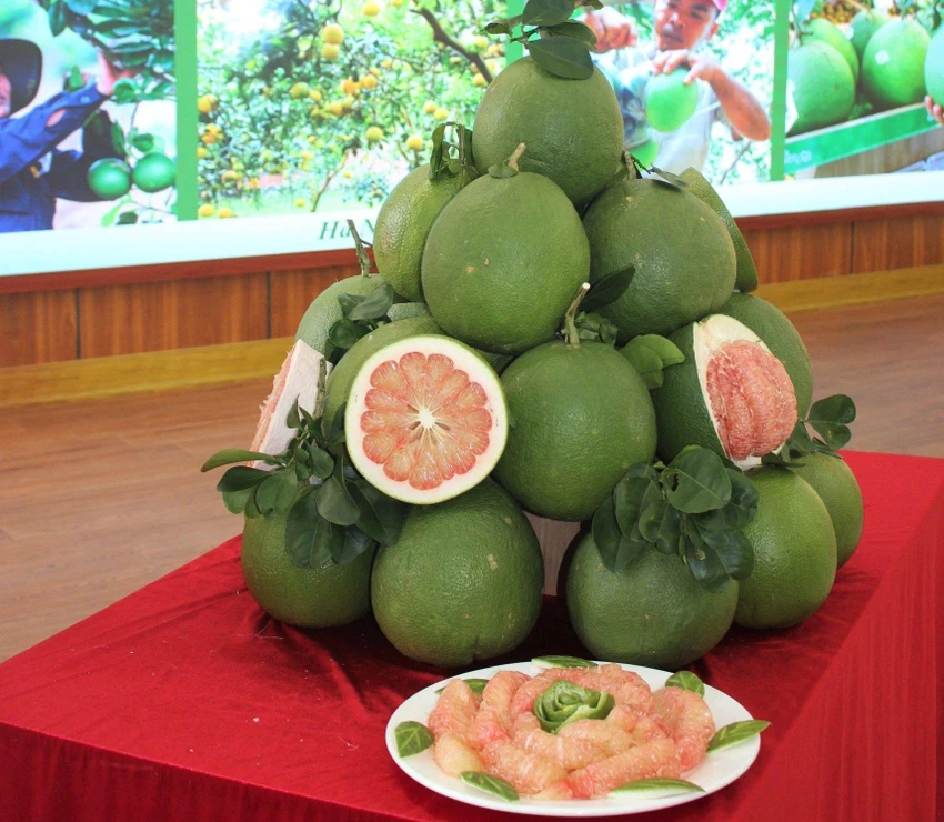 Quả bưởi tươi của Việt Nam là loại trái cây thứ 7 của nước ta được phép nhập khẩu vào Mỹ. Ảnh: LNQ Quả bưởi tươi của Việt Nam là loại trái cây thứ 7 của nước ta được phép nhập khẩu vào Mỹ. Ảnh: LNQ