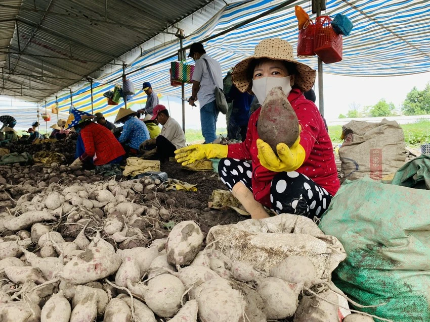Nông dân Bình Tân phân loại khoai lang giao cho thương lái. Ảnh: Hải Dương