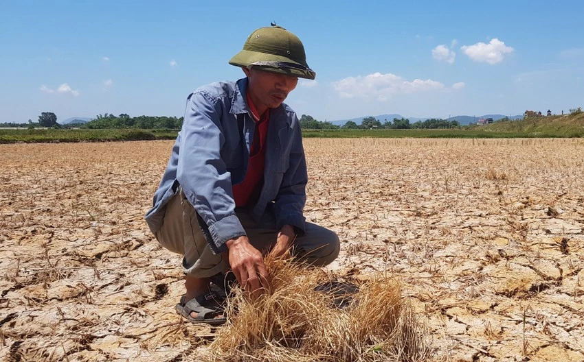 Đồng lúa chết khô trong đợt hạn hán ở Thanh Hoá năm 2020. Ảnh: ĐẶNG TRUNG Đồng lúa chết khô trong đợt hạn hán ở Thanh Hoá năm 2020. Ảnh: ĐẶNG TRUNG