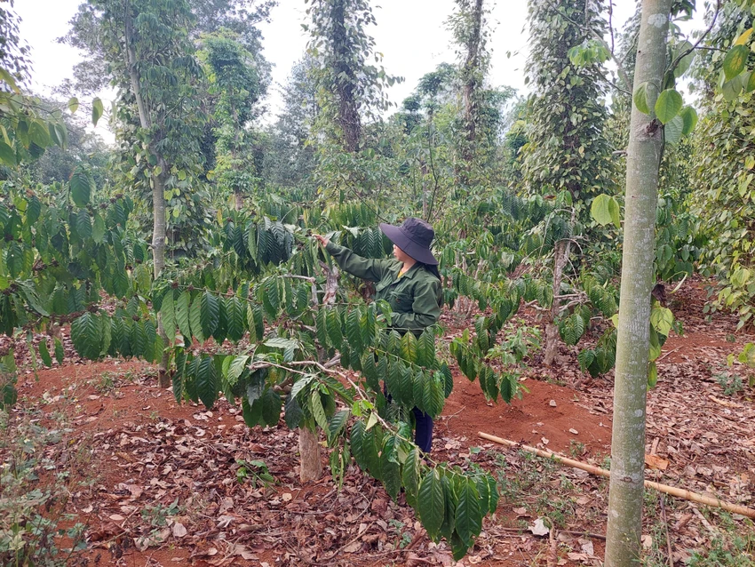 Hạn hán, thiếu nước xảy ra sẽ ảnh hưởng rất lớn đến sinh trưởng của nhiều loại cây trồng, trong đó có cây cà phê. Ảnh minh hoạ: AH Hạn hán, thiếu nước xảy ra sẽ ảnh hưởng rất lớn đến sinh trưởng của nhiều loại cây trồng, trong đó có cây cà phê. Ảnh minh hoạ: AH