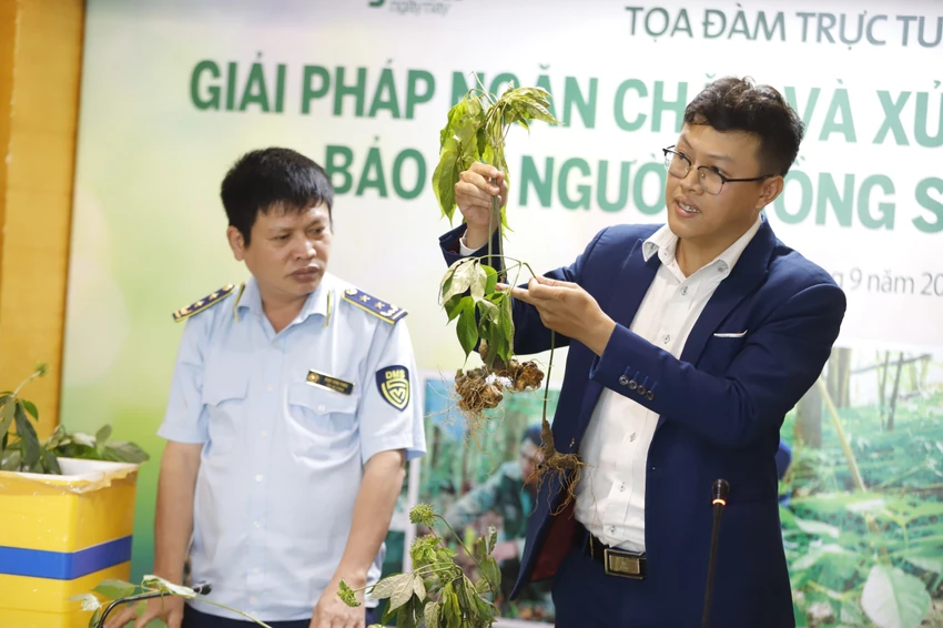 Ông Trần Đức An, Giám đốc điều hành Công ty CP Sâm Ngọc Linh Tu Mơ Rông hướng dẫn cách phân biệt sâm Ngọc Linh (cây nhỏ, mảnh) và sâm Trung Quốc (cây to, củ to). Ảnh: NTNN