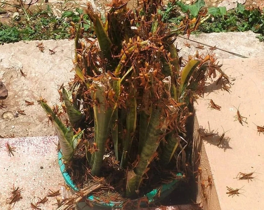 châu chấu..jpeg