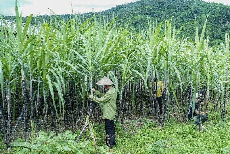 thuế chống lẩn tránh.jpg