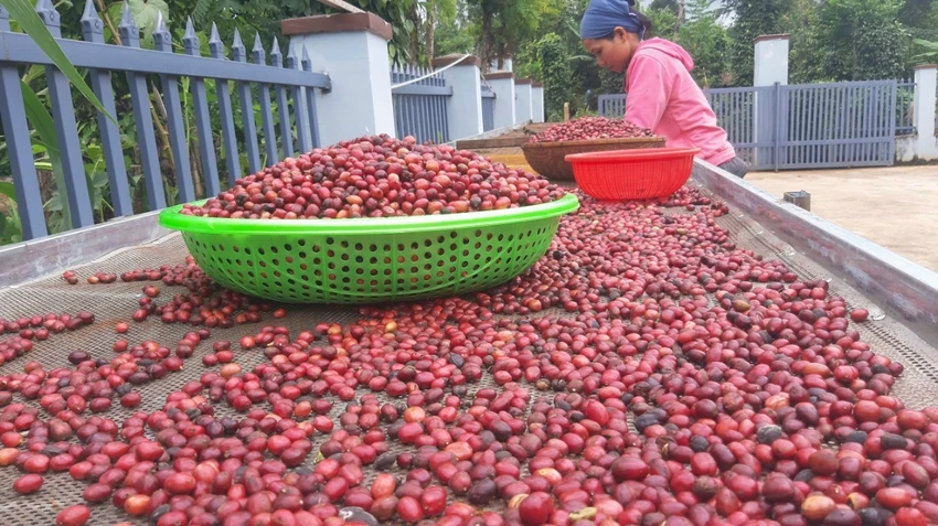 Nông sản xuất siêu.jpg