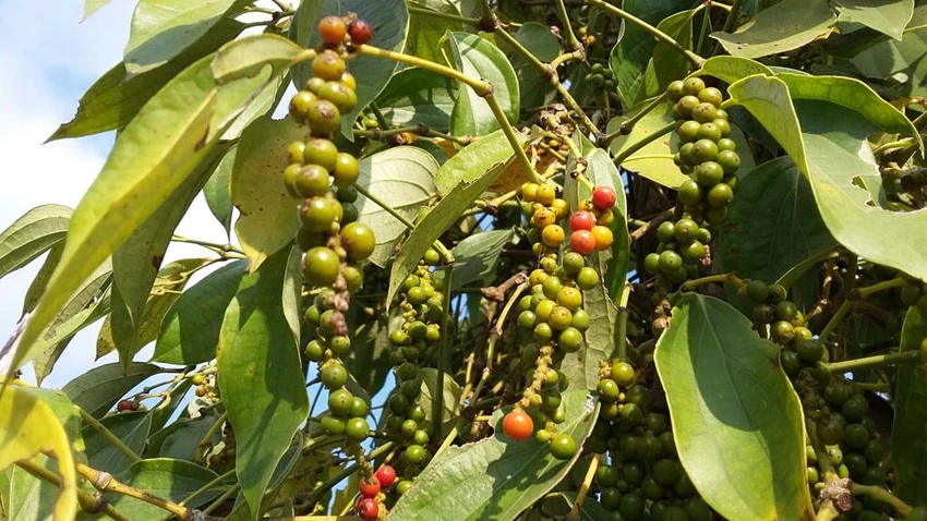 hồ tiêu xuất khẩu.jpg