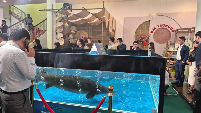 cá tầm.jpg