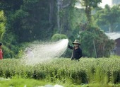 Trồng hoa tết: Người vui, kẻ buồn