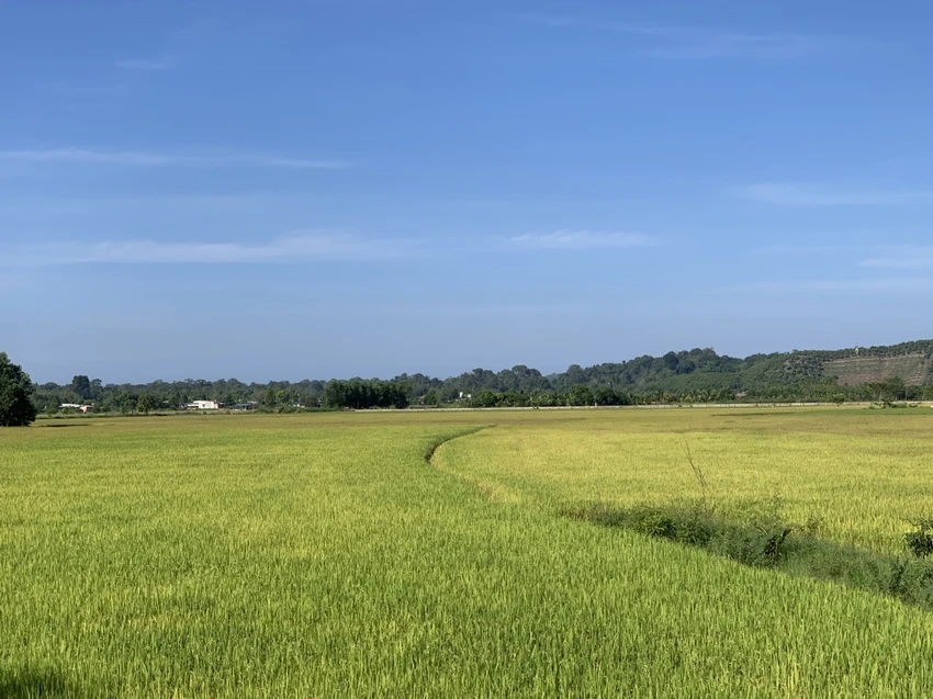 Nếp Quýt Đạ Tẻh: Hương vị thơm ngon, giá trị kinh tế, tạo thu nhập cho bà con nông dân