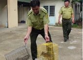 Buôn bán động vật hoang dã quý hiếm giữa phố