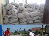Đặc sản tỏi Lý Sơn nổi tiếng rớt giá thê thảm