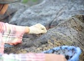 Dân làng chài Nam Ô ngâm mình cạo 'mứt biển' dịp tết