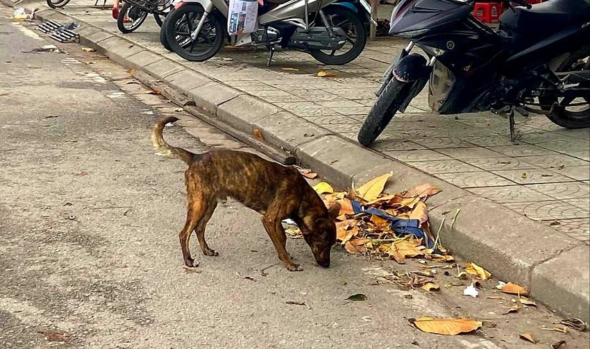 Đà Nẵng yêu cầu các địa phương tăng cường biện pháp xử lý chó thả rông nơi công cộng. Ảnh: THANH TIỀN Đà Nẵng yêu cầu các địa phương tăng cường biện pháp xử lý chó thả rông nơi công cộng. Ảnh: THANH TIỀN