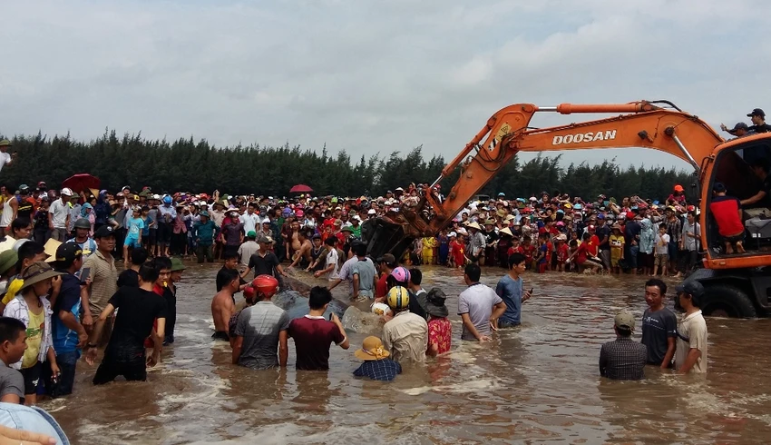 Hàng ngàn người dân hợp sức đưa cá voi về với biển ảnh 3 Hàng ngàn người dân hợp sức đưa cá voi về với biển ảnh 3