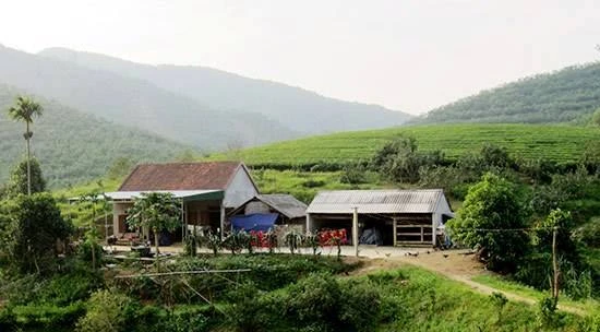 Đàn voi rừng 6 con kéo về quậy phá vườn nhà dân ảnh 1 Đàn voi rừng 6 con kéo về quậy phá vườn nhà dân ảnh 1