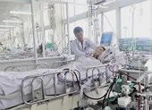 Mất chân, tử vong do kiến, gián, ve sầu...