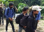 Lập trang trại trồng cần sa trái phép trên đỉnh núi
