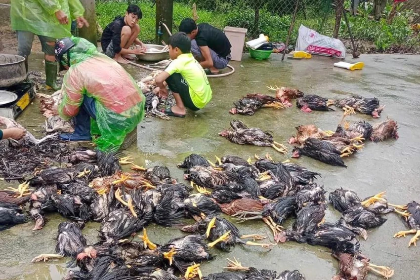 Gia cầm của hộ dân ở xã Thanh Ngọc (huyện Thanh Chương, Nghệ An) chết do nước dâng lên nhanh.