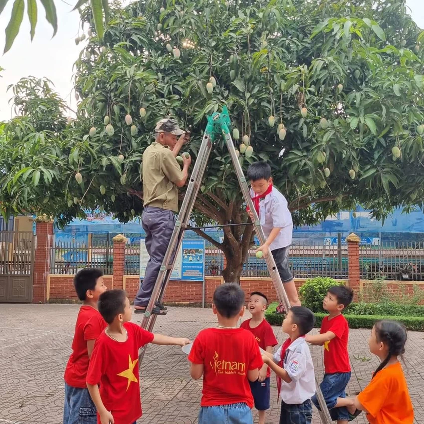 Học sinh Trường Tiểu học Diễn Phúc háo hức cùng bác bảo vệ thu hoạch xoài trong sân trường thân yêu. Học sinh Trường Tiểu học Diễn Phúc háo hức cùng bác bảo vệ thu hoạch xoài trong sân trường thân yêu.