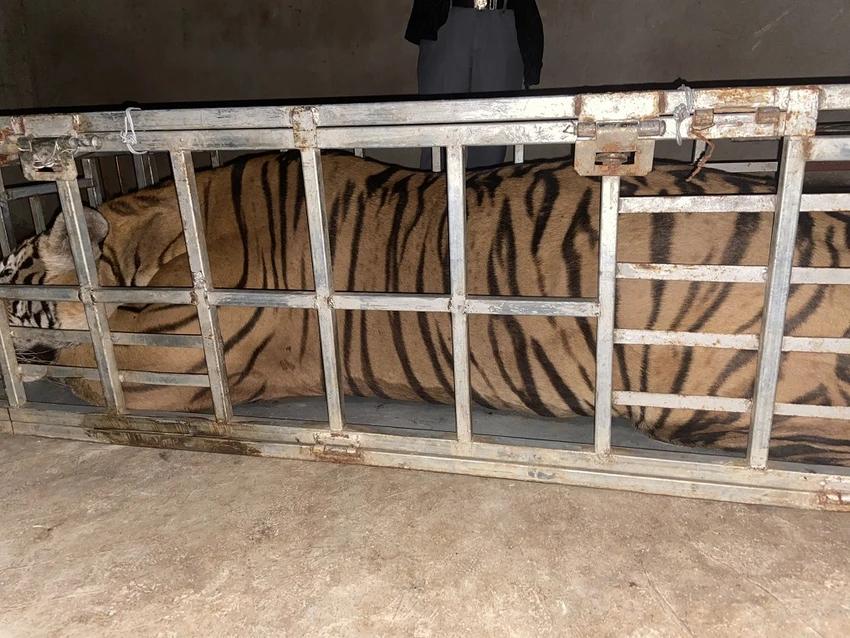 Tang vật con hổ thu giữ của Nguyễn Trí Ngọc và Ngô Sỹ Thành. Ảnh: CA. Tang vật con hổ thu giữ của Nguyễn Trí Ngọc và Ngô Sỹ Thành. Ảnh: CA.