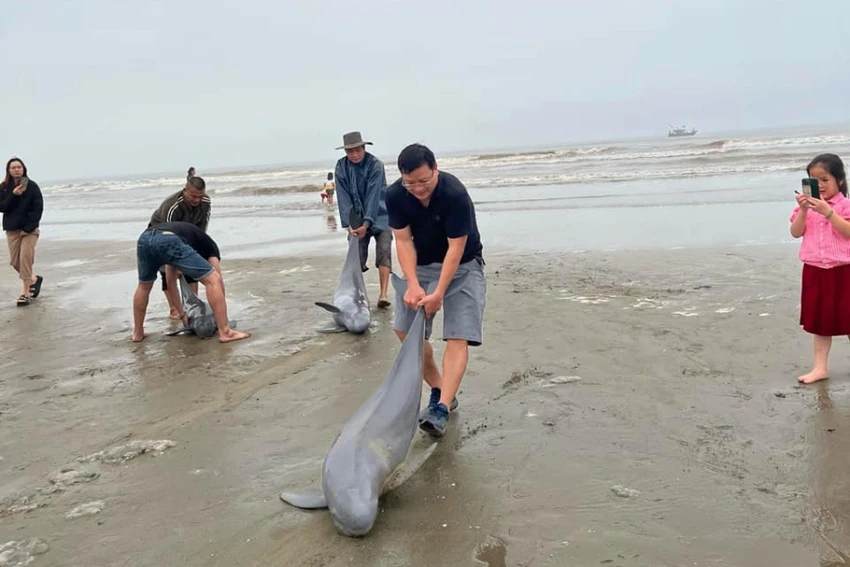 tha-18-con-ca.jpg
