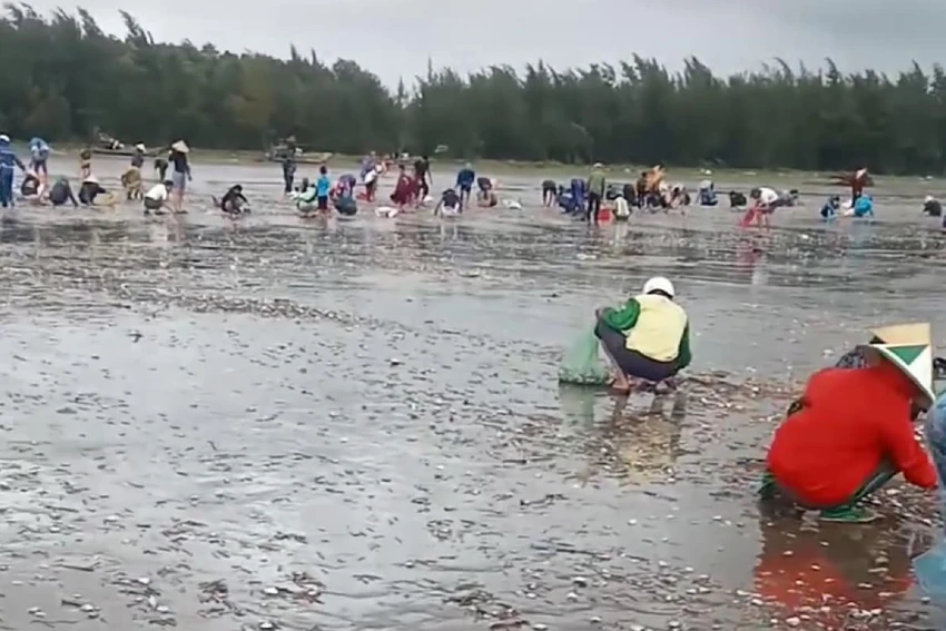 Rất đông người dân ra bãi biển nhặt ngao. Ảnh: LĐ