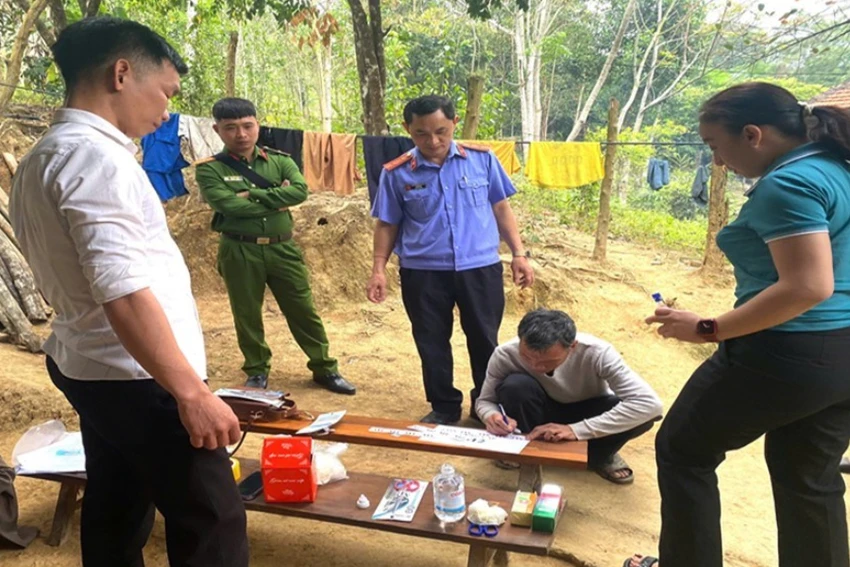 Lấy mẫu giám định ADN con bò.