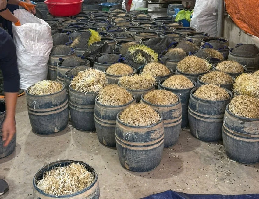 Cơ quan điều tra đã thu giữ 3 tấn giá đỗ sử dụng chất cấm. 1000060233.jpg