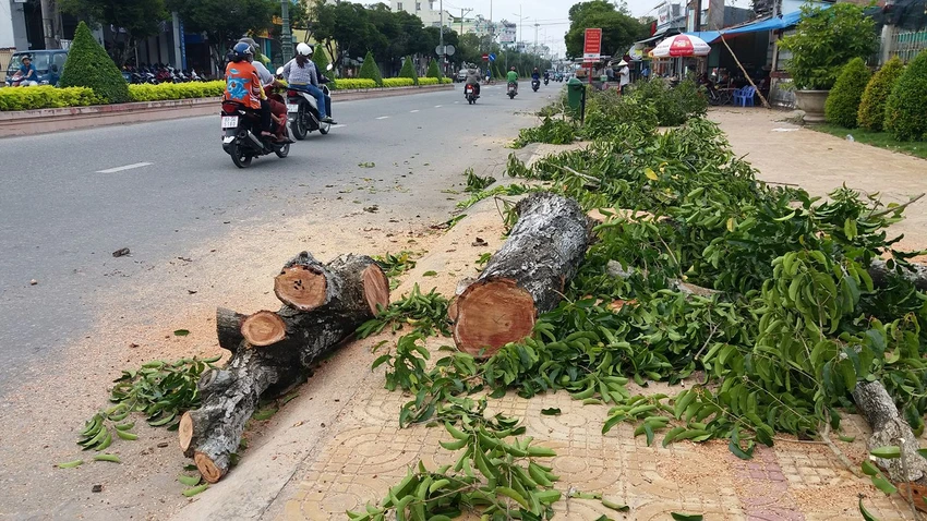 Hàng loạt cây xanh bị đốn hạ do ... sâu