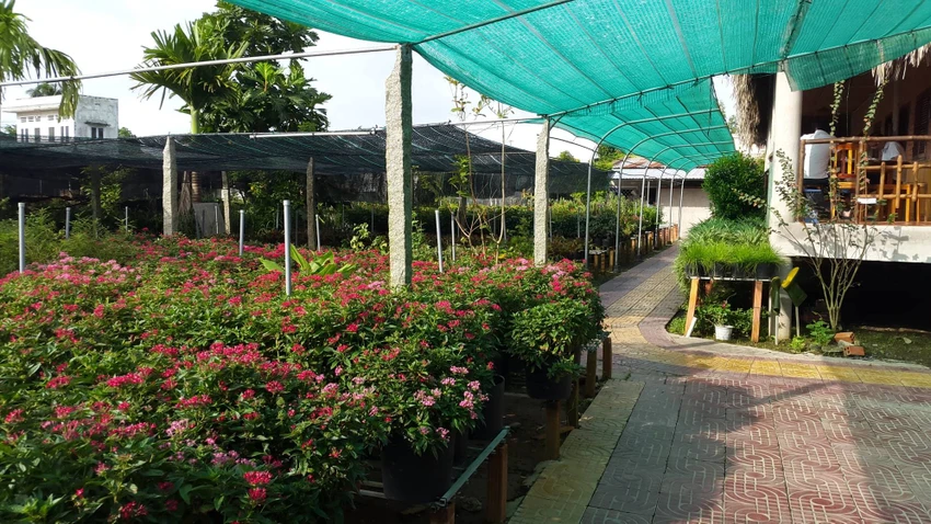 Checkin làng hoa Sa Đéc trước giờ trăm hoa đua nở ảnh 9 Checkin làng hoa Sa Đéc trước giờ trăm hoa đua nở ảnh 9